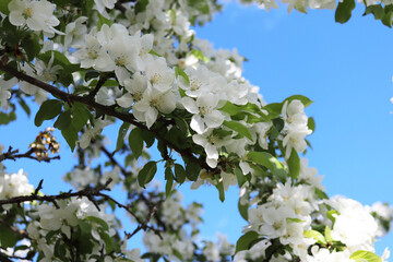 blossoming branch of an apple tree