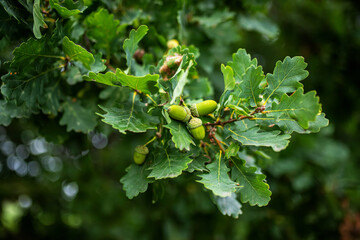 Young green acorns on a tree Oak. Oak fruit with fresh leaves in the park