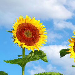 Yellow sunflower on a blue sky background. Agricultural field of sunflowers