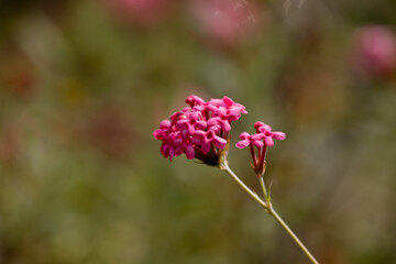 Colorful Blooming Pink Flower , Pink Bush Penta