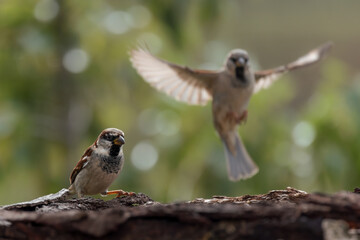 House sparrows.  (Passer domesticus). 