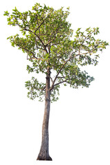 Obraz premium Tree isolated on white background