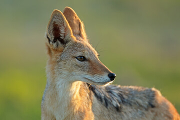 Portrait of a black-backed jackal (Canis mesomelas) in early morning light, Kalahari desert, South Africa.
