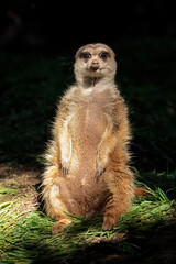 An alert meerkat (Suricata suricatta) sitting upright, South Africa.