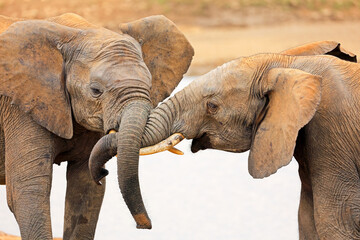 Obraz na płótnie Canvas Interaction between two African elephants (Loxodonta africana), Addo Elephant National Park, South Africa.