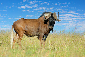 A black wildebeest (Connochaetes gnou) standing in grassland, Mountain Zebra National Park, South Africa.