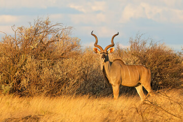 Male kudu antelope (Tragelaphus strepsiceros) in natural habitat, South Africa.