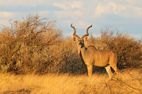 Male kudu antelope (Tragelaphus strepsiceros) in natural habitat, South Africa.