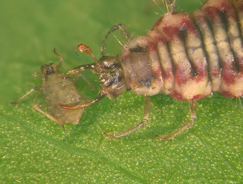 Green lacewing larva (Neuroptera: Chrysopidae) eating Aphid (Hemiptera: Aphididae) on a green leaf