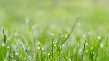 Morning lawn. Dew meadow. Nature beauty. Vibrant green grass cover with shiny clear drops of water blur macro shooting.