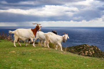 Fototapeta premium Herd of Sheep on the green grass by the Sea Coast. Sardinia, Italy. Cloudy Sky