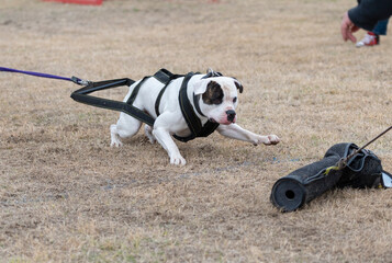 American bulldog pulling for a lure at a weight pull