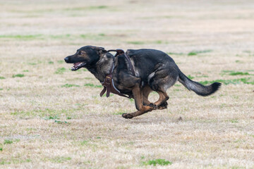 German Shepherd tucked in a full run