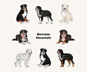 Bernese Mountain colors. Cute dog characters in various poses, design for print, adorable and cute cartoon vector set, in different poses. Popular colors. Dog Drawing collection set. Berner Sennenhund