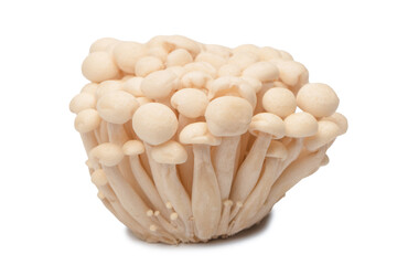 White beech mushrooms isolated on a white background.