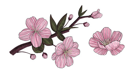 Fototapeta premium Sakura branch. Spring flowers. Cherry blossoms. Hand-drawn 