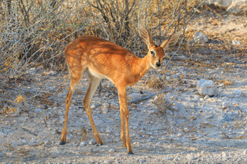 Dik-dik in natural habitat in Etosha National Park in Namibia.