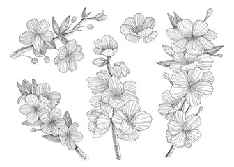 Sakura branch. A collection of branches of cherry blossoms. Hand-drawn. Graphics. Engraving