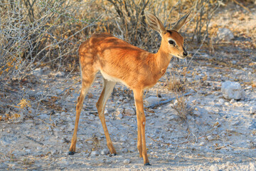Dik-dik in natural habitat in Etosha National Park in Namibia.