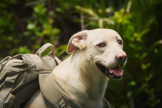 Happy dog wearing travel backpack. Funny labrador retriever enjoying trip in nature..