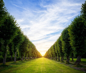 Allee mit Sonnenuntergang im Fluchtpunkt und Wiese im Vordergrund