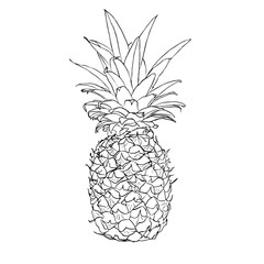 Hand Drawn Pineapple Vector Illustration - Tropical Fruit Collection