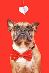 Valntine's Day French Bulldog dog wearing bow tie and looking up on heart on red background