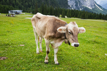 Fototapeta na wymiar Alpine Cow at Ehrwald mountain Range in Austria