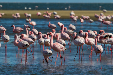 Pink flamingos on a sunny beach at Walvis Bay, Namibia, Africa