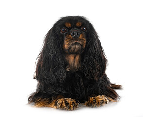 young cavalier king charles