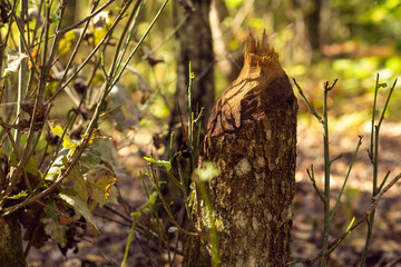 Close-up of trunks of trees gnawed eaten damaged by beavers for building dam on sunny day in forest park in autumn.