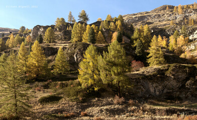 Autumn colours on hillside in Zermatt, Swiss Alps