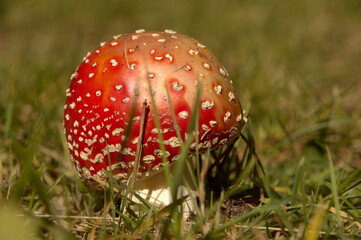 Fly agaric toadstool (Amanita muscaria) on verge of pine woods in Grisons, Swiss Alps