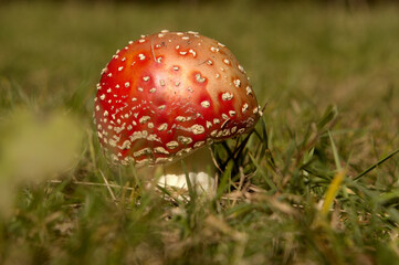 Fly agaric toadstool (Amanita muscaria) on verge of pine woods in Grisons, Swiss Alps