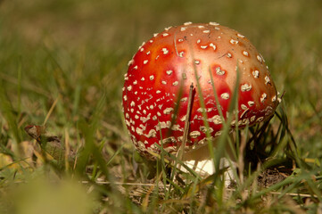 Fly agaric toadstool (Amanita muscaria) on verge of pine woods in Grisons, Swiss Alps