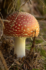 Fly agaric toadstool (Amanita muscaria) on verge of pine woods in Grisons, Swiss Alps