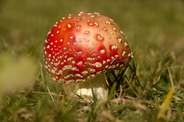 Fly agaric toadstool (Amanita muscaria) on verge of pine woods in Grisons, Swiss Alps