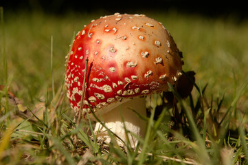 Fly agaric toadstool (Amanita muscaria) on verge of pine woods in Grisons, Swiss Alps