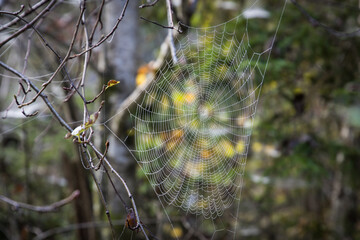 Spider's web with dew drops on an autumn morning