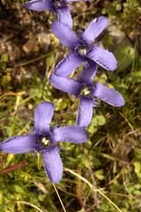 Group of Fringed Gentian (Gentianopsis ciliata) on Flumserberg. Swiss Alps