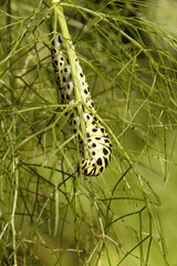 Swallowtail catepillar (Papilio machaon) on fennel in Swiss cottage garden