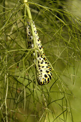 Swallowtail catepillar (Papilio machaon) on fennel in Swiss cottage garden