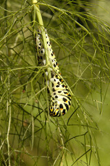 Swallowtail catepillar (Papilio machaon) on fennel in Swiss cottage garden