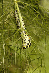 Swallowtail catepillar (Papilio machaon) on fennel in Swiss cottage garden
