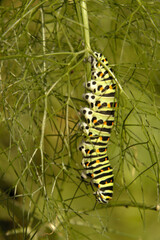 Swallowtail catepillar (Papilio machaon) on fennel in Swiss cottage garden