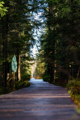 path in the forest