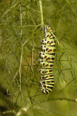 Swallowtail catepillar (Papilio machaon) on fennel in Swiss cottage garden