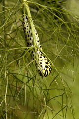 Swallowtail catepillar (Papilio machaon) on fennel in Swiss cottage garden