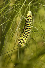 Swallowtail catepillar (Papilio machaon) on fennel in Swiss cottage garden