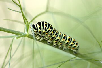 Swallowtail catepillar (Papilio machaon) on fennel in Swiss cottage garden